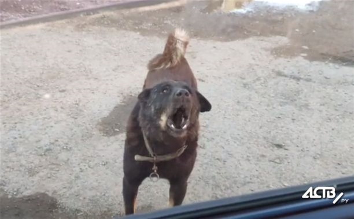 В Госдуме потребовали реальных действий после новой трагедии с бродячими собаками