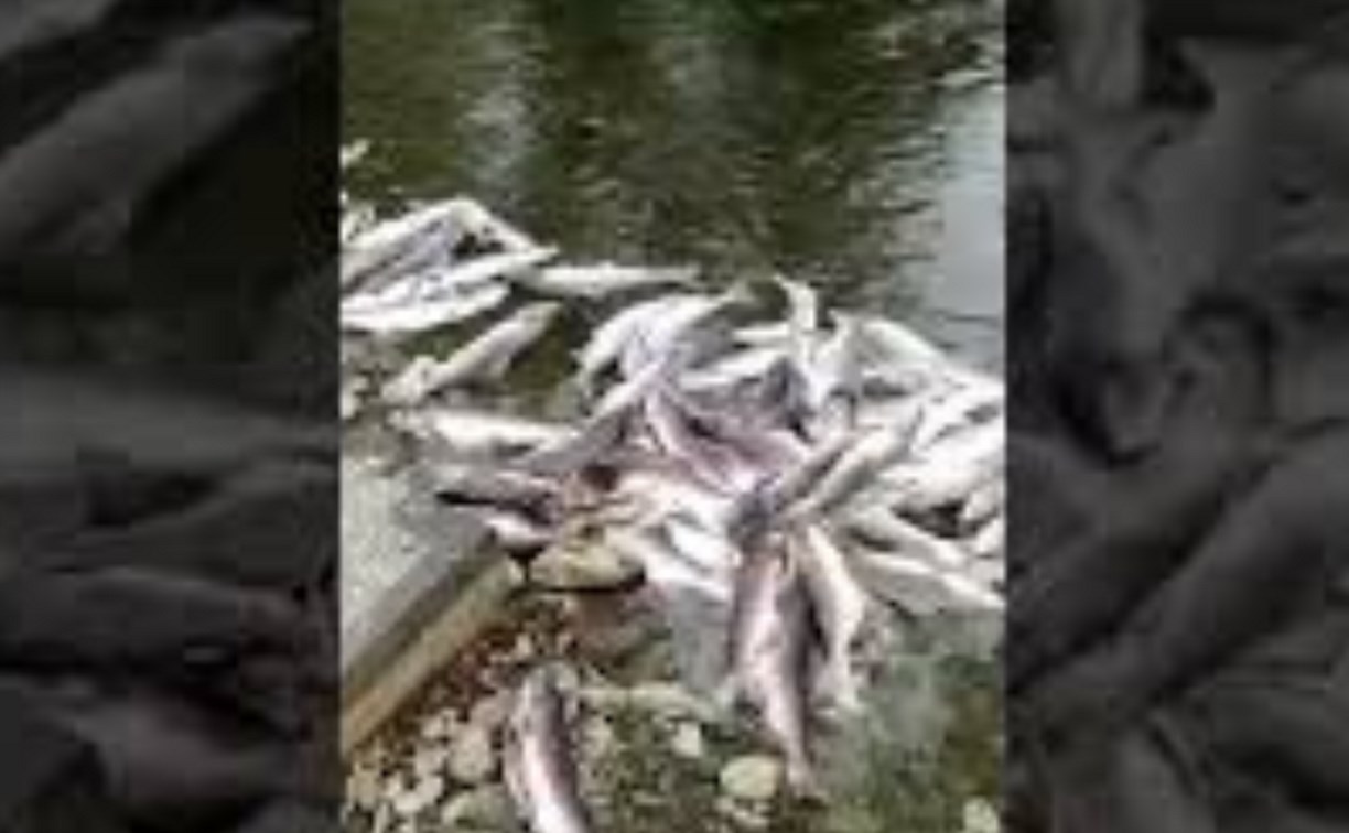 Реку в Углегорском районе засыпали мертвой рыбой 