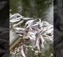 Реку в Углегорском районе засыпали мертвой рыбой 