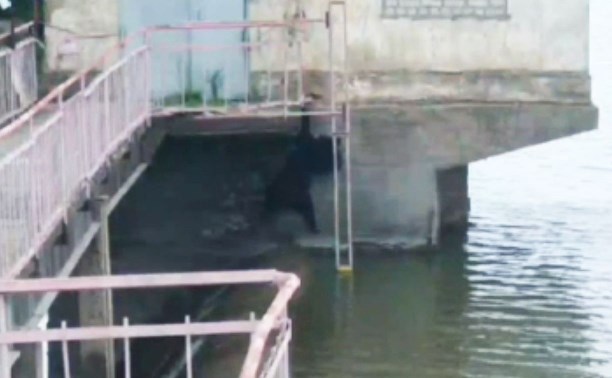 Медведя-акробата сняли на видео возле приморской ТЭЦ