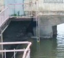 Медведя-акробата сняли на видео возле приморской ТЭЦ