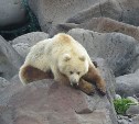 Медведь-альбинос вышел к морю на Северных Курилах