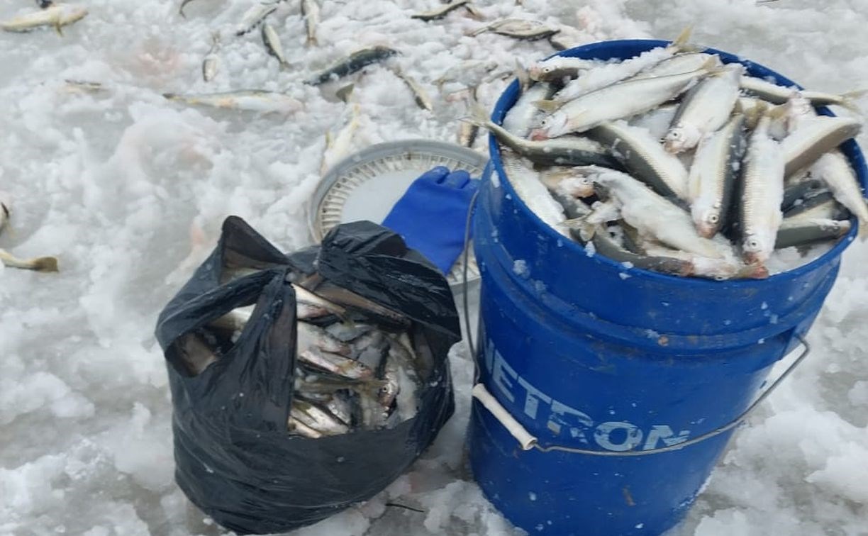 Рыбаки съезжаются на север Сахалина за крупной корюшкой