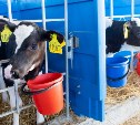 Еще одну молочную ферму открыли на Сахалине