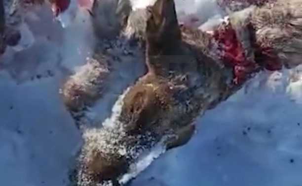 "Браконьерам грозит уголовная ответственность": на Сахалине подтвердили убийство 26 оленей