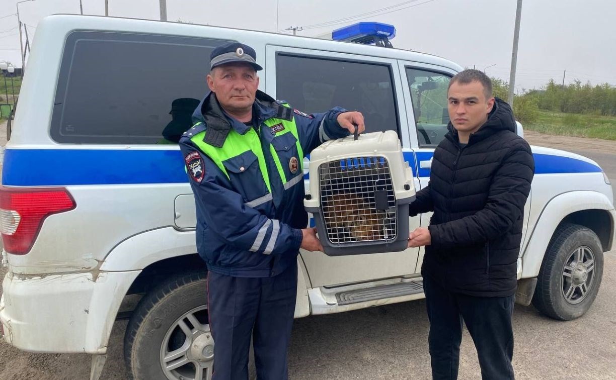 Полицейские преодолели путь из Охи до Южно-Сахалинска, чтобы спасти раненого в ДТП лиса