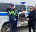 Полицейские преодолели путь из Охи до Южно-Сахалинска, чтобы спасти раненого в ДТП лиса