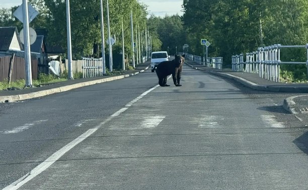 Огромный медведь пришёл в село на Сахалине