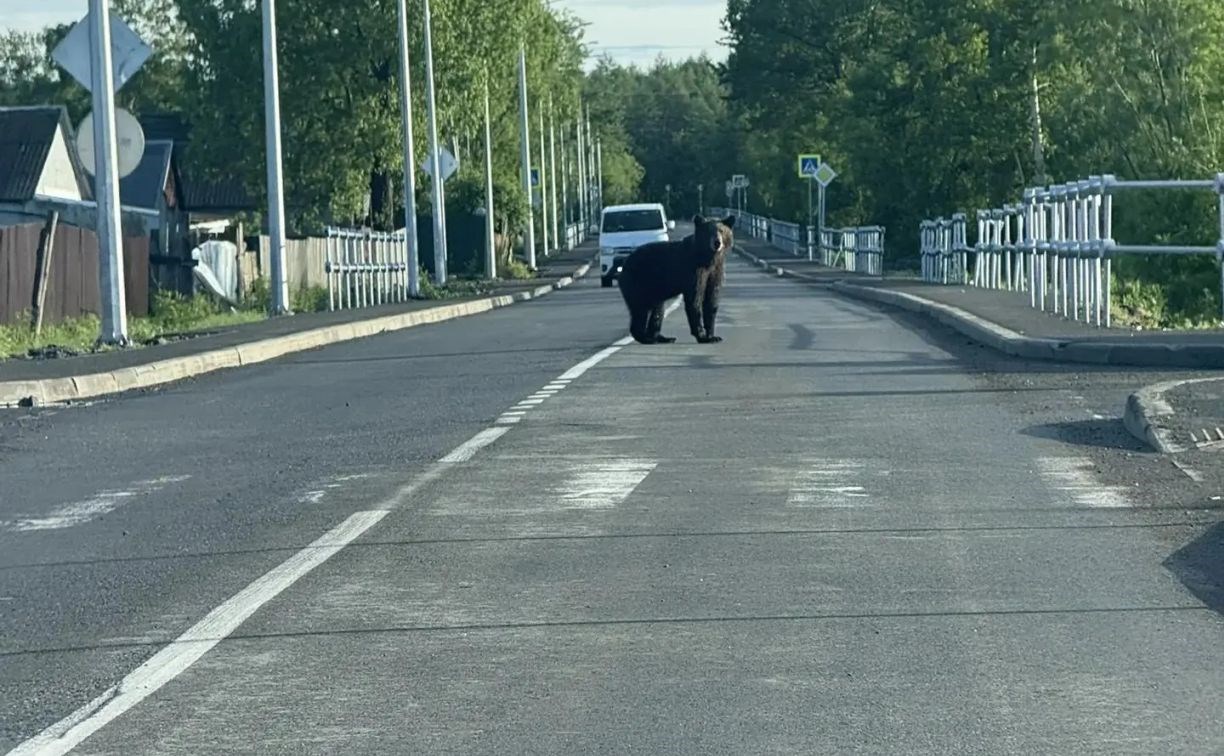 Огромный медведь пришёл в село на Сахалине