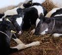 Сахалинские фермерские хозяйства обеспечат кормами для скота