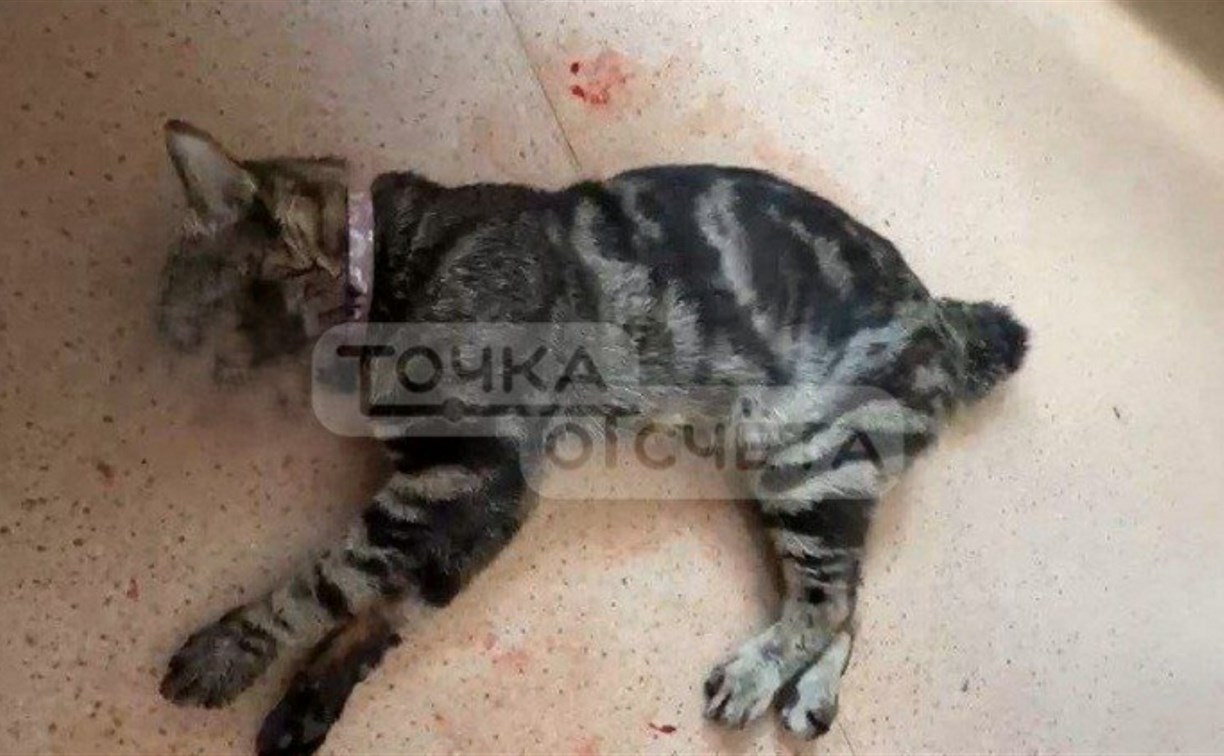 Поплатился за расцарапанные руки: стало известно, зачем холмчанин выбросил кота из окна
