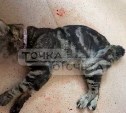 Поплатился за расцарапанные руки: стало известно, зачем холмчанин выбросил кота из окна