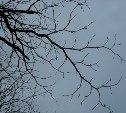 Мёртвого мужчину нашли на дереве в одном из дворов Южно-Сахалинска