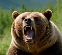 На Камчатке медведь искалечил туристку из Саратова, отправившуюся в поход с незарегистрированной группой