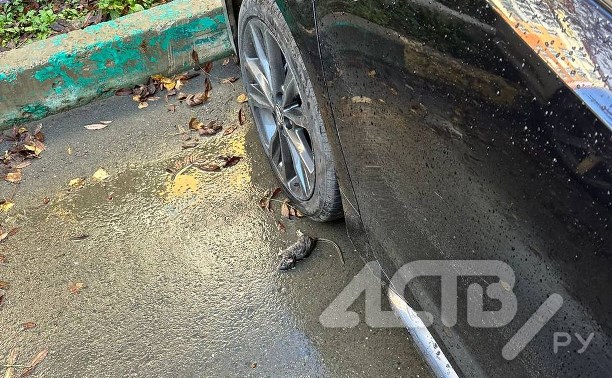 Ставим крысоловки в авто: сахалинцы сообщают о нашествии грызунов в Корсакове