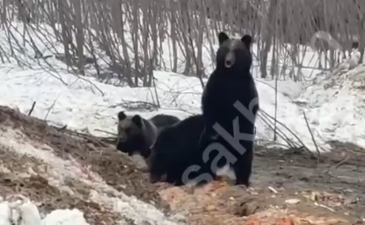 Медведи снова в людных местах: в Ногликах увидели медвежат с матерью у гаражей