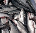 Самый низкий вылов за последние 8 лет: лососёвый бизнес на Дальнем Востоке сталкивается с непростыми вопросами