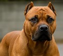В Ногликском районе будут забирать и домашних собак на самовыгуле