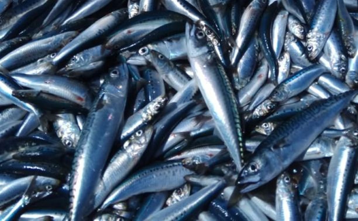 Учёные Сахалина посчитали рыбу в Южно-Курильском районе, Охотском море и Тихом океане