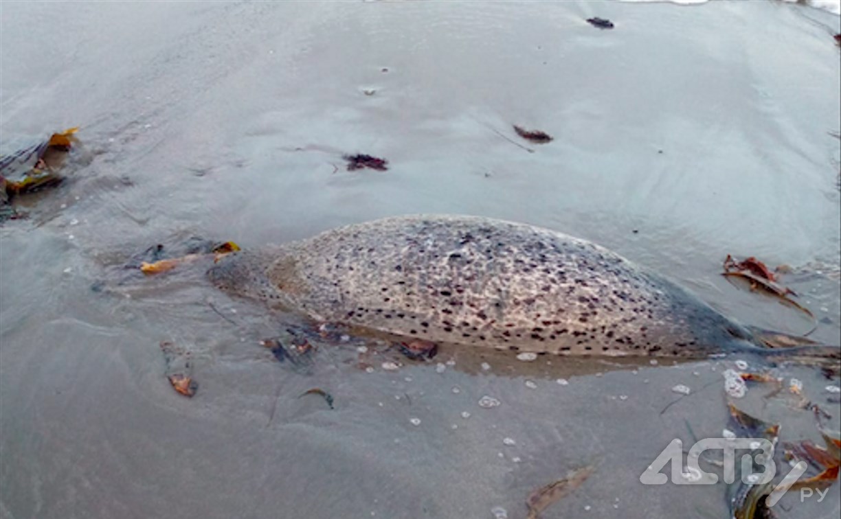 Сахалинцы продолжают находить погибших морских животных на побережье