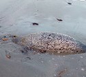 Сахалинцы продолжают находить погибших морских животных на побережье