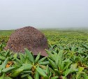На острове Шумшу в траншее нашли останки красноармейца