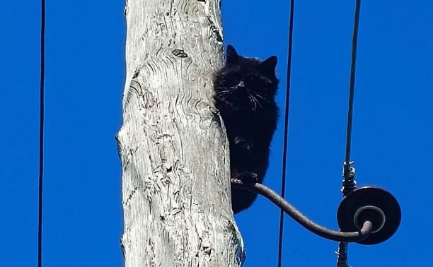 "Магия": чёрный кот в Южно-Сахалинске весь день просидел на крюке опоры ЛЭП, а потом исчез