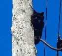 "Магия": чёрный кот в Южно-Сахалинске весь день просидел на крюке опоры ЛЭП, а потом исчез