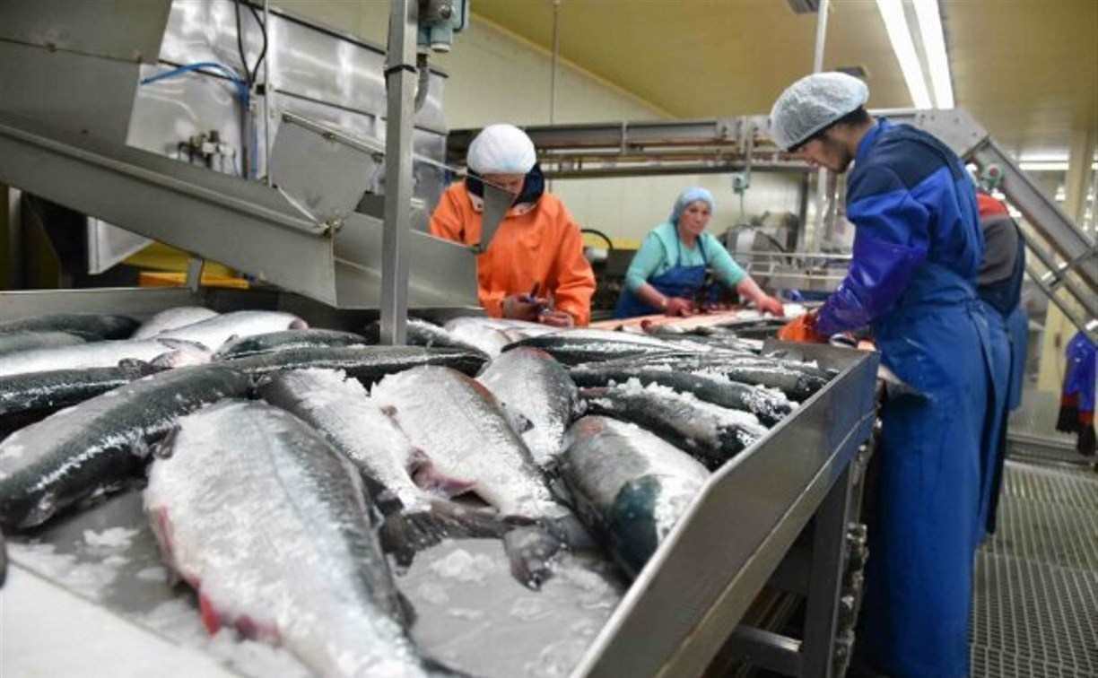 Добывать лососей на Сахалине в 2026 году предложили только при заполнении нерестилищ на 50%