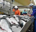 Добывать лососей на Сахалине в 2026 году предложили только при заполнении нерестилищ на 50%