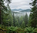 Сахалинский предприниматель заплатит 138 тысяч за небрежное отношение к лесу