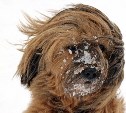 Снег и ветер вернутся: погода в Сахалинской области на 17 января