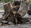 На Дальнем Востоке заплатят 2 млн рублей за выкорчёвывание пней