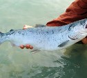 Рыбаки Сахалинской области выловили 45 тысяч тонн лосося