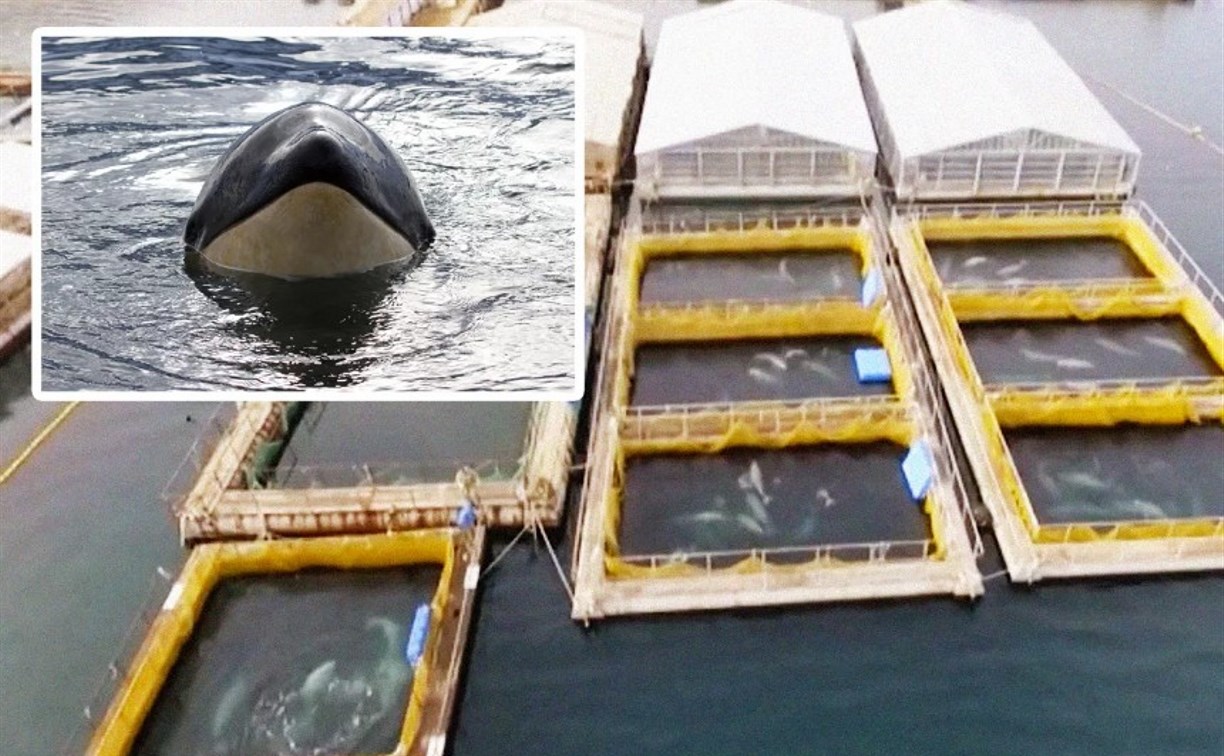 Нет китовым тюрьмам: из ЕАЭС запретили вывоз китов, дельфинов и морских свиней