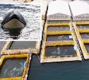 Нет китовым тюрьмам: из ЕАЭС запретили вывоз китов, дельфинов и морских свиней