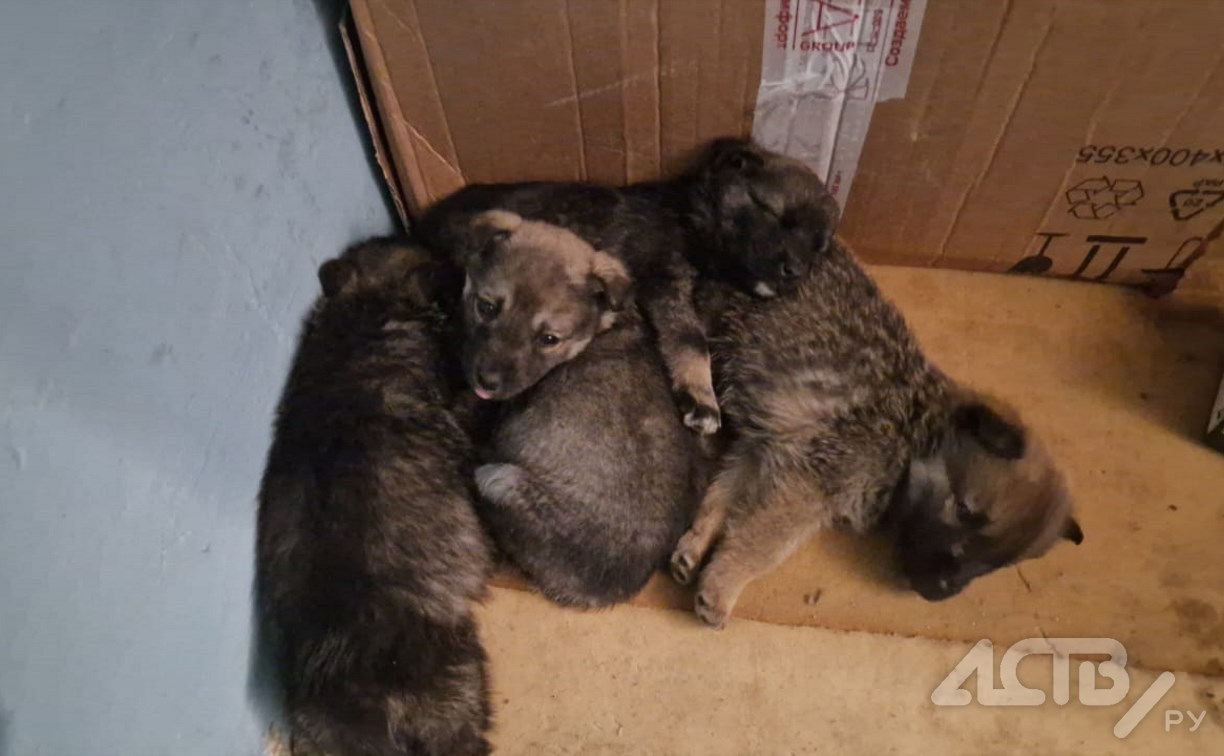 Дети в Южно-Сахалинске спасли выброшенных на мусорку щенков