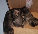 Дети в Южно-Сахалинске спасли выброшенных на мусорку щенков