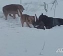В сахалинском селе отловили собак, растерзавших кота на глазах у прохожих