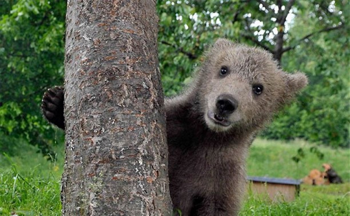 Сахалинский минлесхоз просит не кормить медведей, а то их застрелят