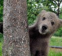 Сахалинский минлесхоз просит не кормить медведей, а то их застрелят
