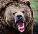 Возле села Новосибирского бродит медведь