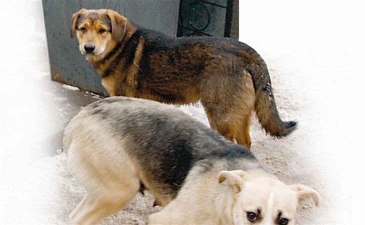 Власти Корсакова проверят ситуацию с бродячими собаками в городе