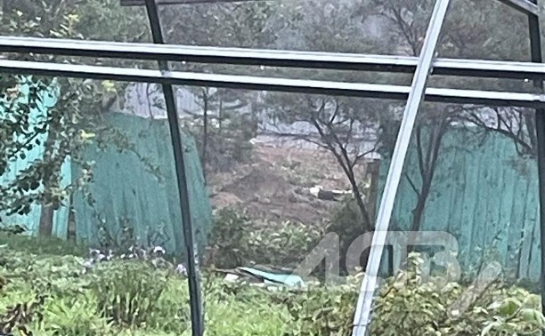 Медведь повалил забор, гуляя по огородам в пригороде Южно-Сахалинска