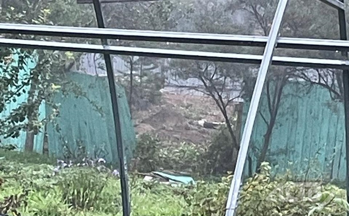 Медведь повалил забор, гуляя по огородам в пригороде Южно-Сахалинска