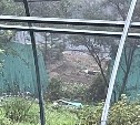 Медведь повалил забор, гуляя по огородам в пригороде Южно-Сахалинска