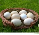 Сахалинцам предлагают купить страусиные яйца