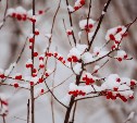 Снег и умеренный ветер: погода в Сахалинской области 2 апреля