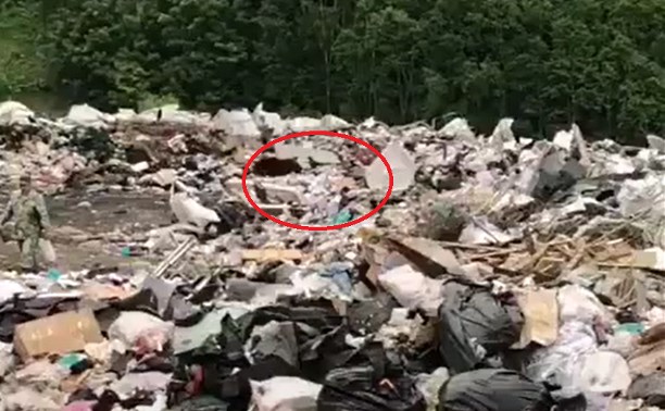 Сотрудники холмской свалки работают в метре от медведей