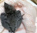 В Приамурье из-за жары птенцы стрижей выпрыгивают из гнёзд